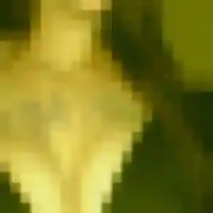Lena, femme de 41 ans veut rencontre adulte à Crozon